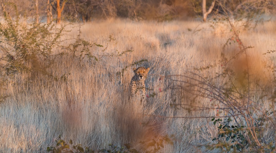 6-Day Tanzania Safari